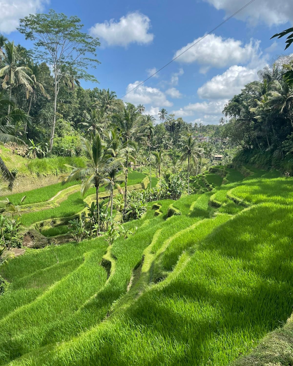 Green rice terraces in Bali surrounded by palms